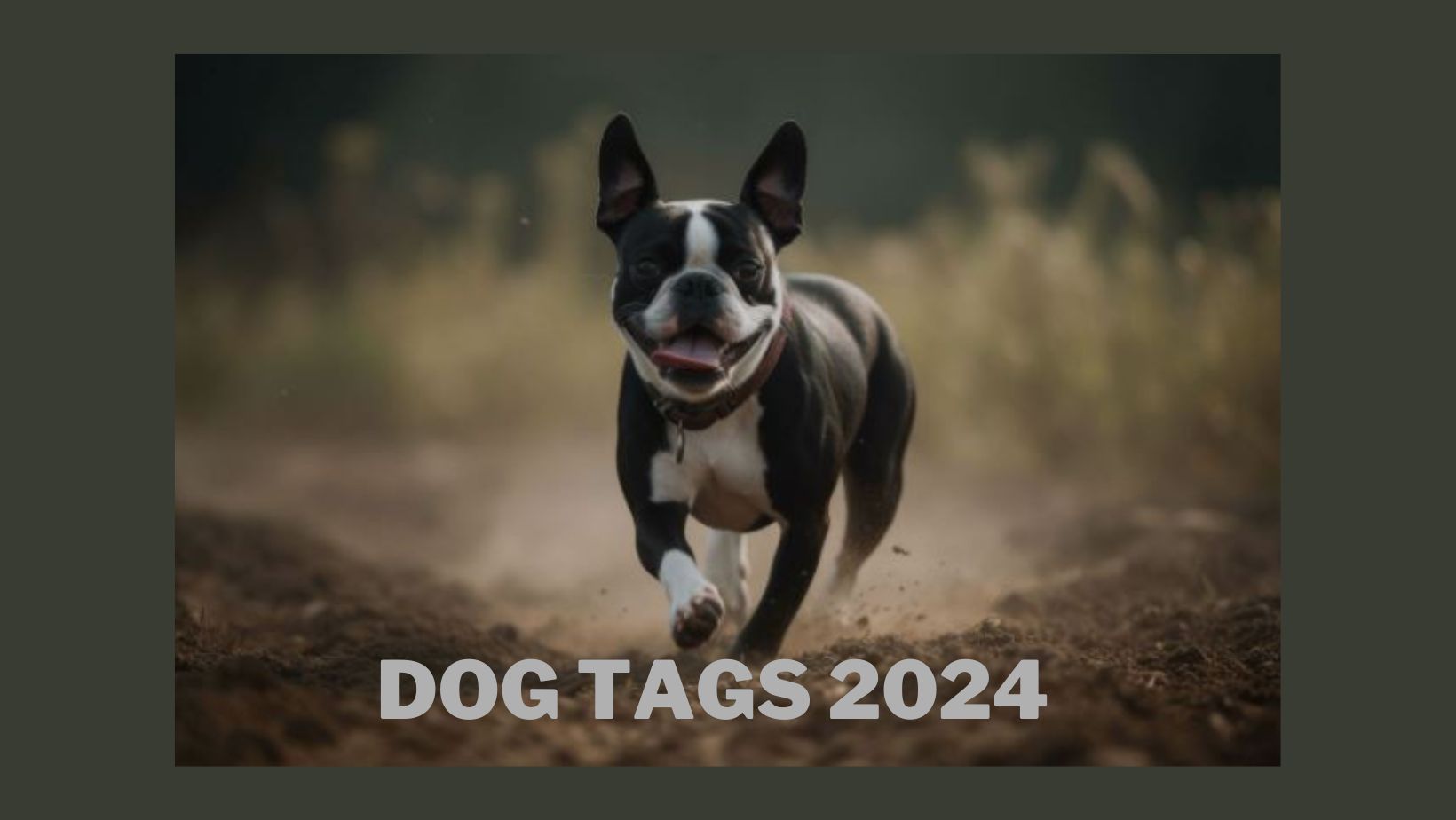 Dog & Tags