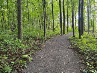 Forest Trail 1