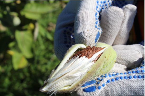 glove holding plant