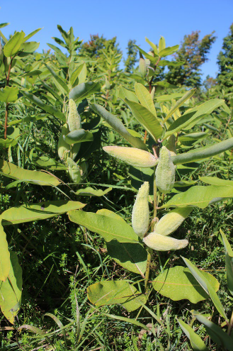 picture of a plant