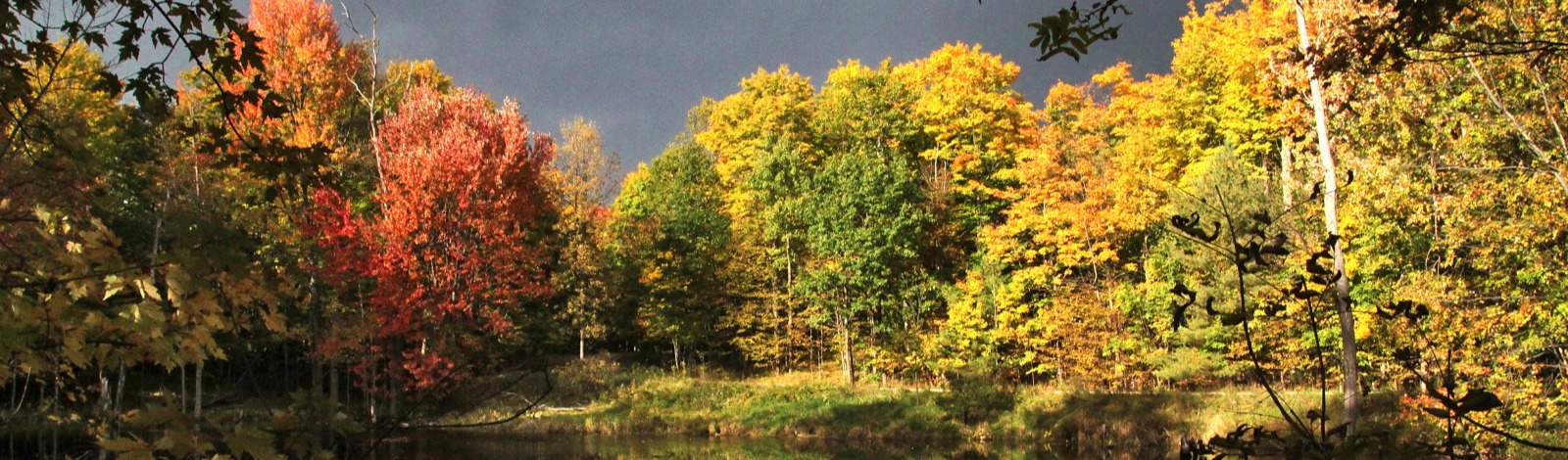 Trees in fall colour