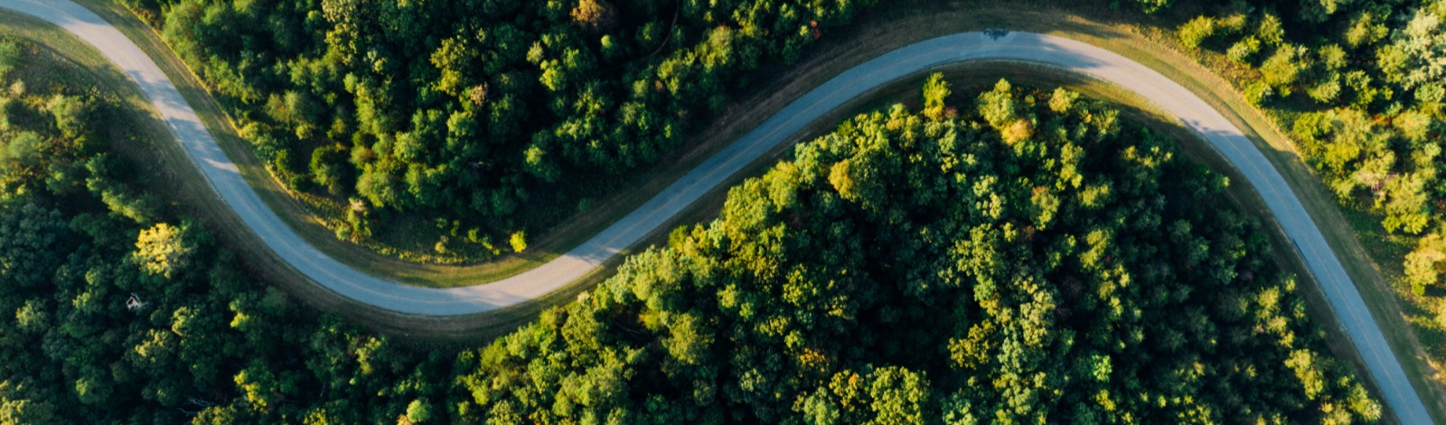 winding road through trees