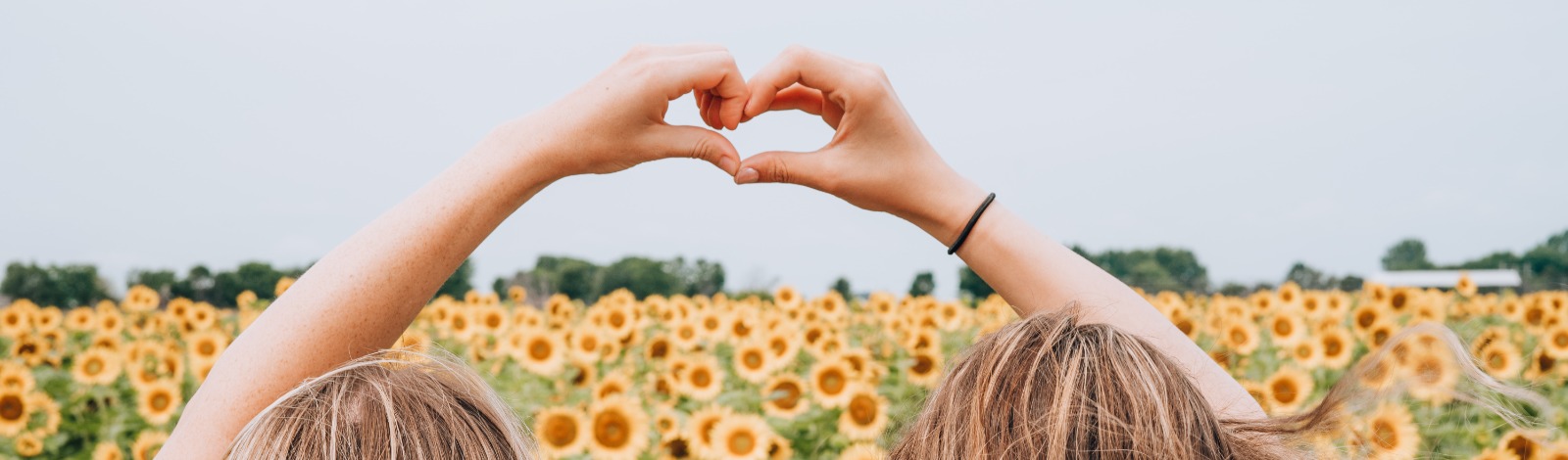 sunflower field