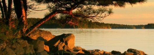 trees and lake