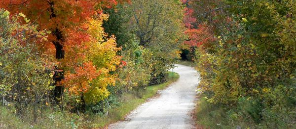country road surrounded by trees with fall colours