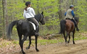 2 horses and riders on trail