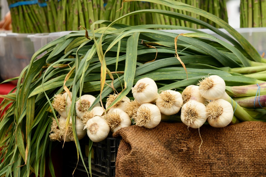 Garlic Scapes