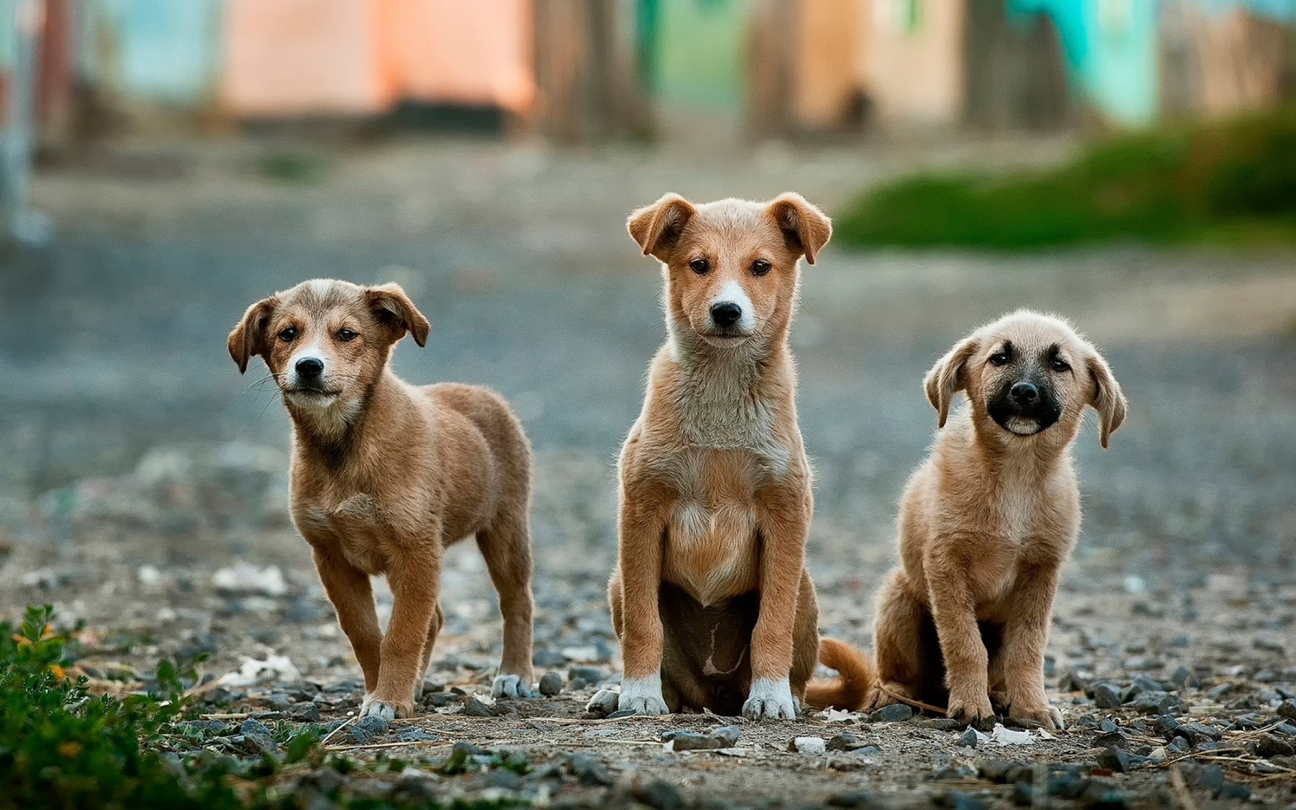 3 dogs in street