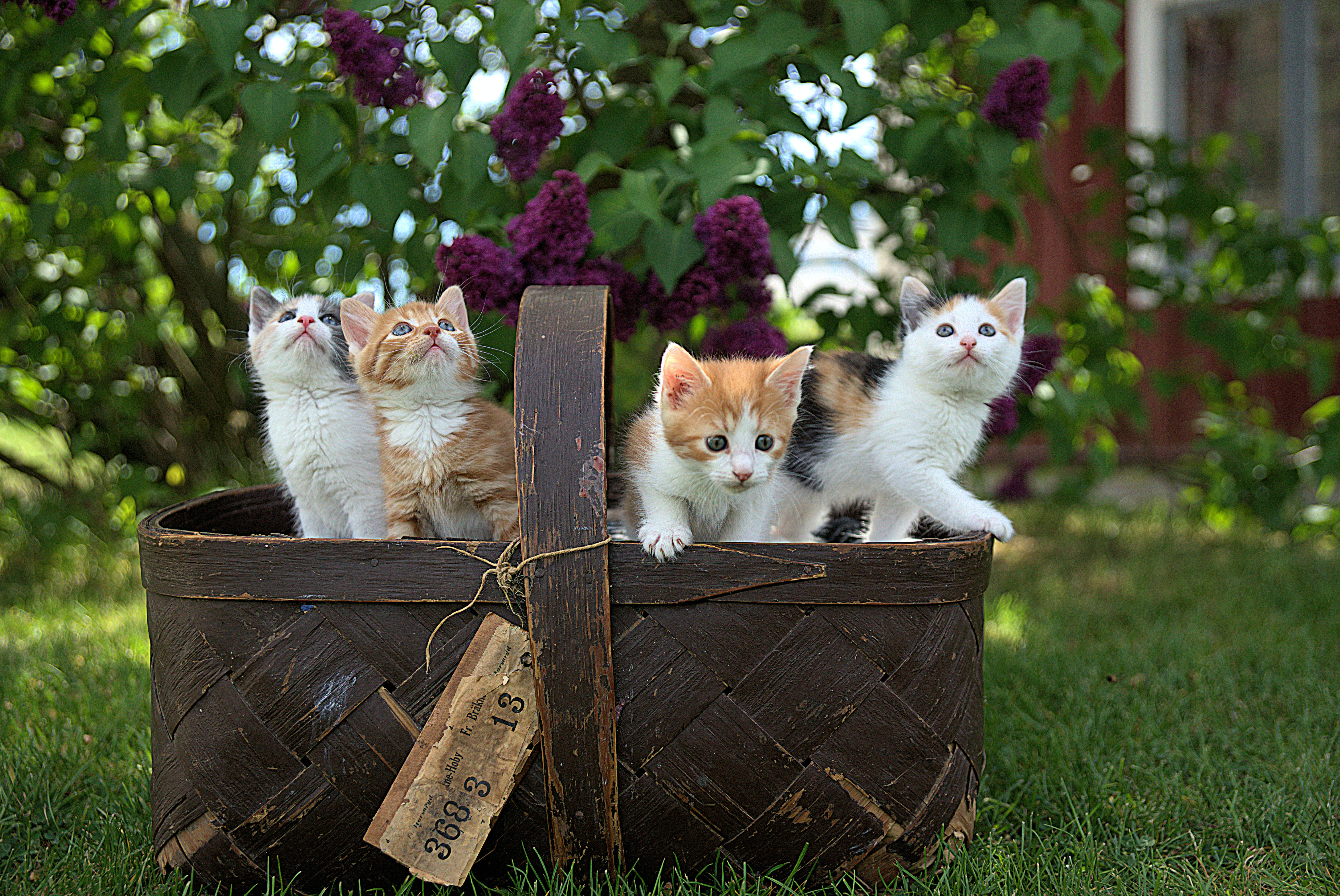 cats in basket