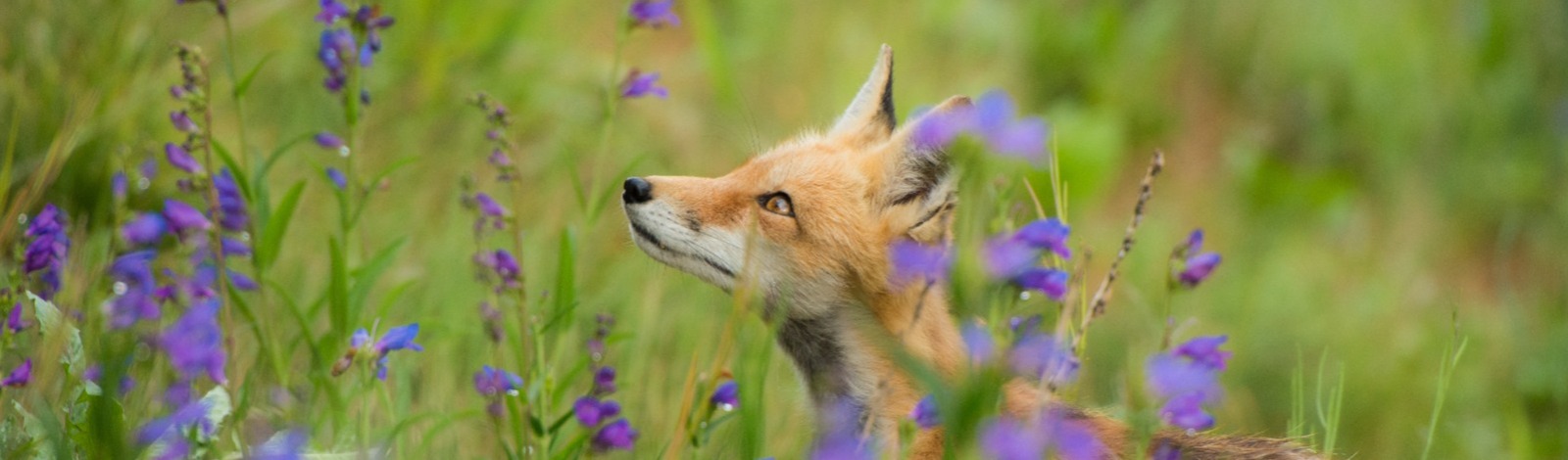 fox surrounded by purple flowers