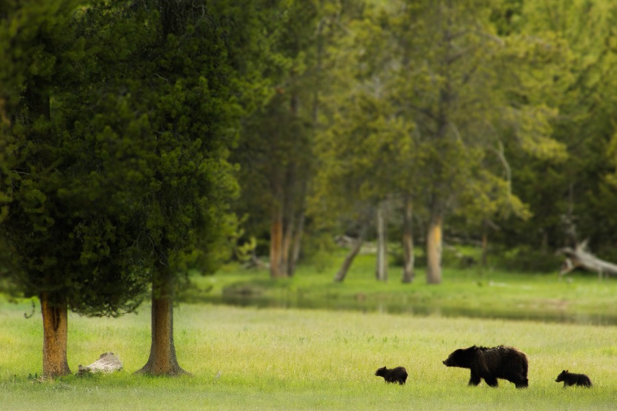 Black Bear Sow and two cubs in field