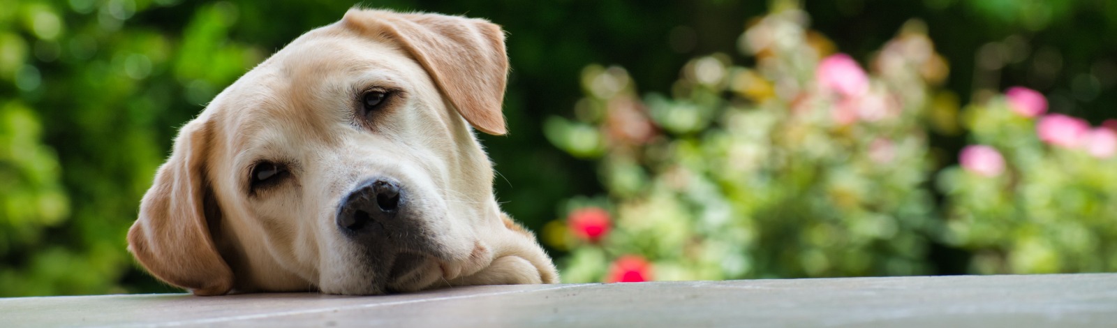 dog looking into camera