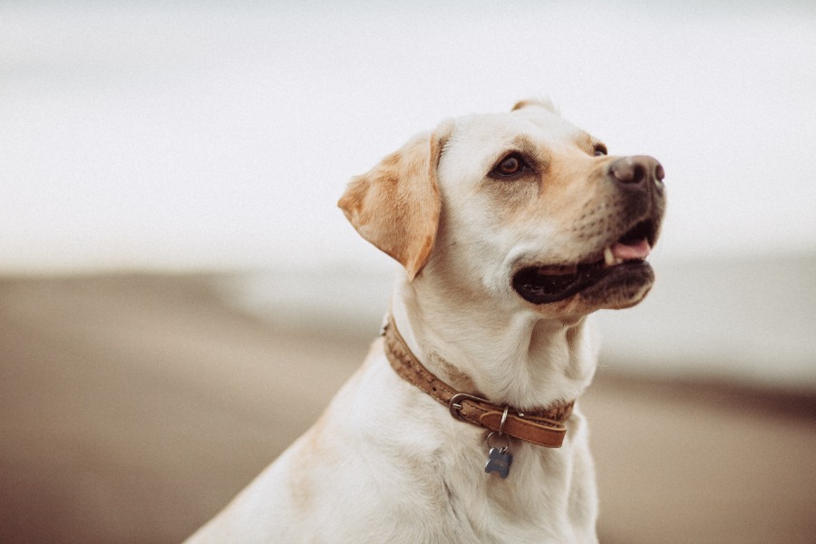 Dog wearing collar 