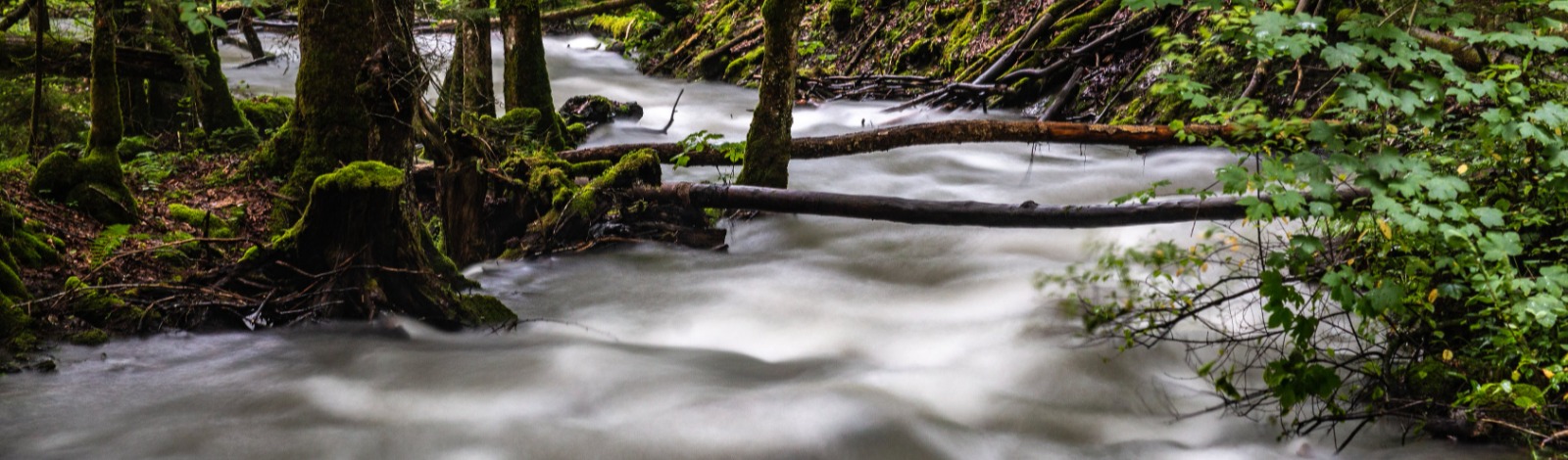 water rushing through forest