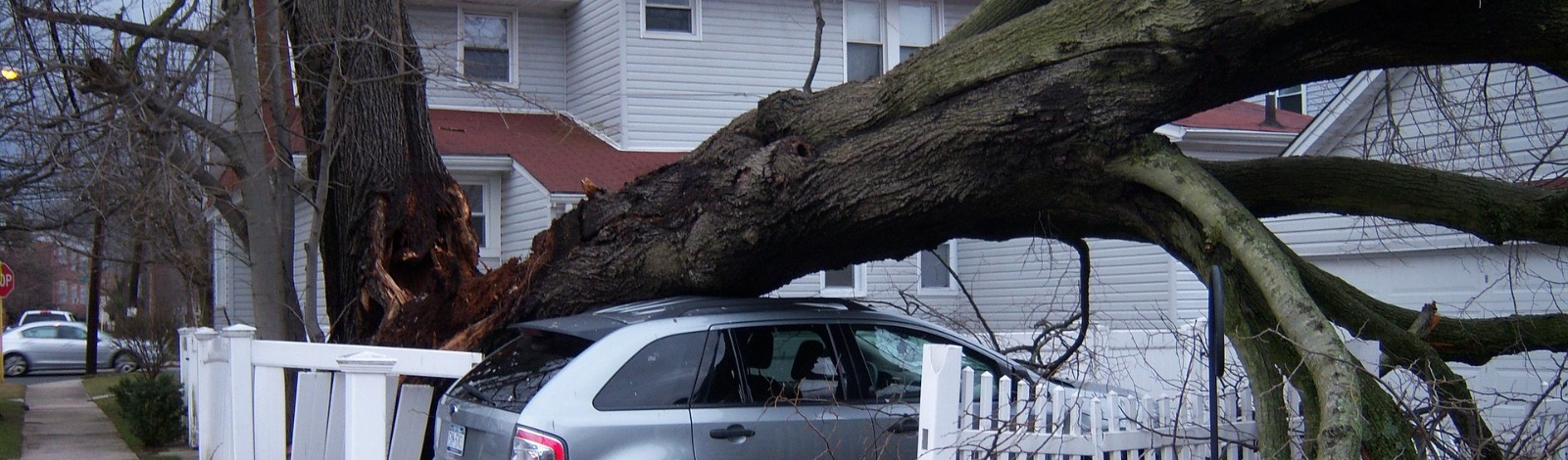 fallen tree