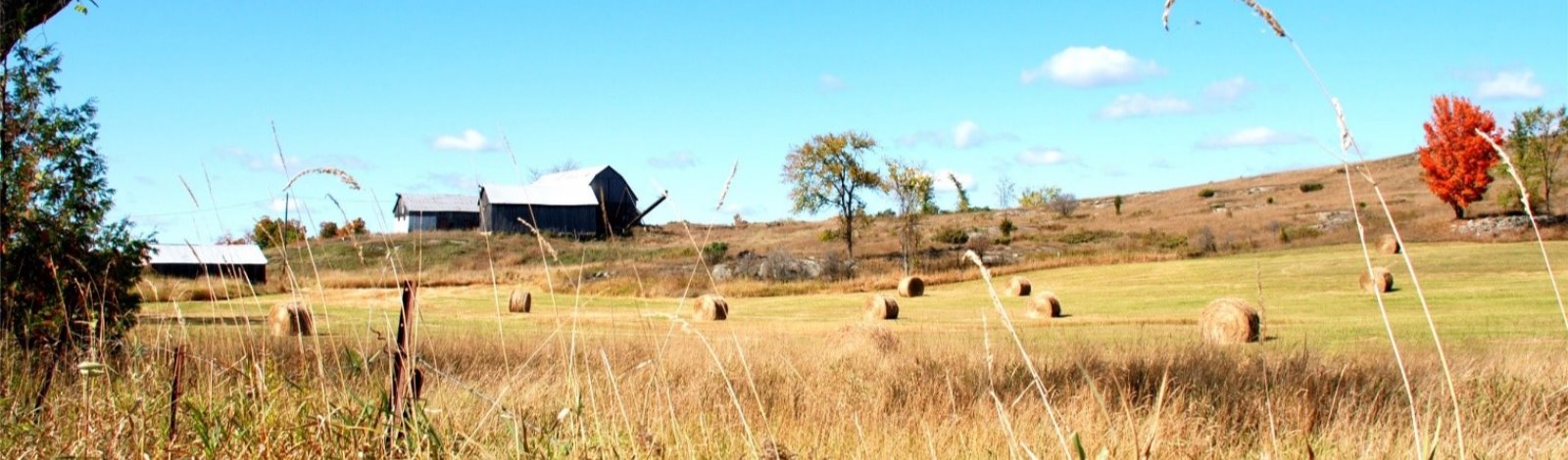 barn in field