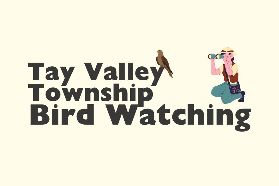 Birdwatching Button Picture