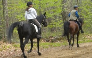 two people riding horses on a trail