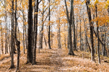 path through woods in fall