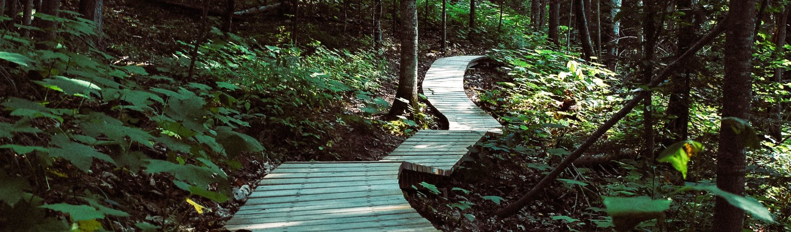 wooden path through wooded area