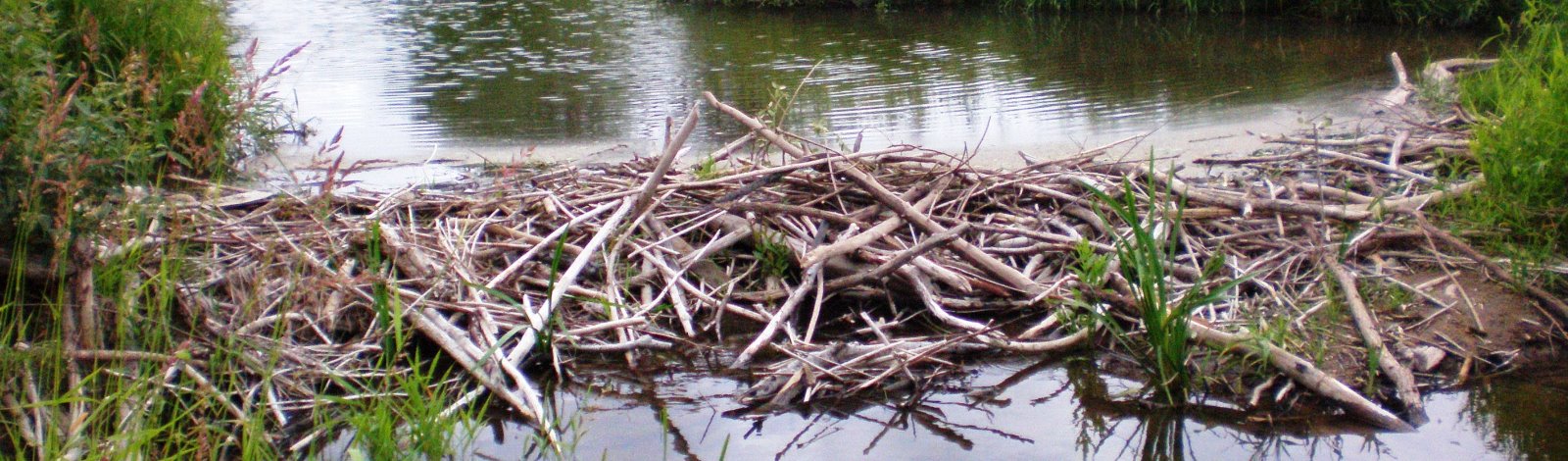 beaver dam