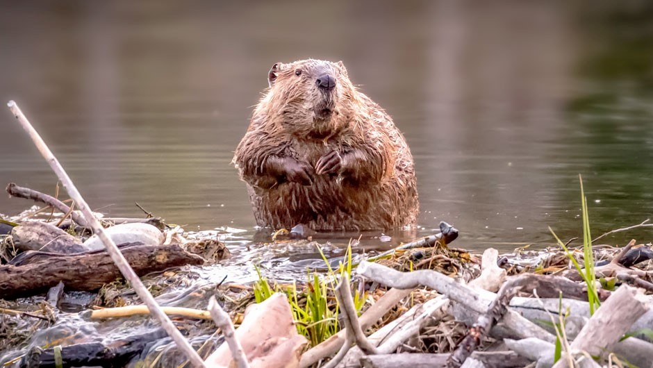 Beaver