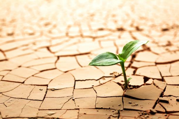 Small green plant sprouting from dry earth
