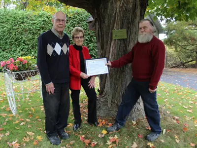 The-Woolhams-Maple-A-Legacy-Tree.jpg